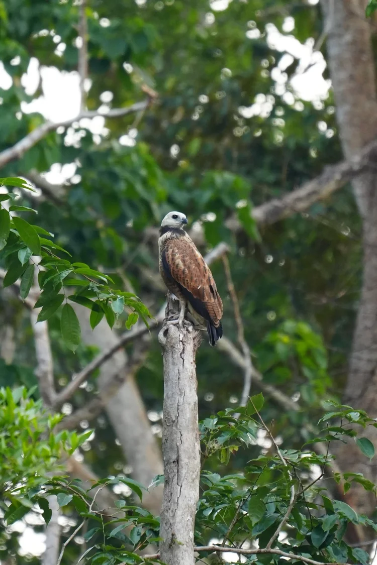 A black-collared hawk (Busarellus nigricollis) watches from the top of a dead trunk.