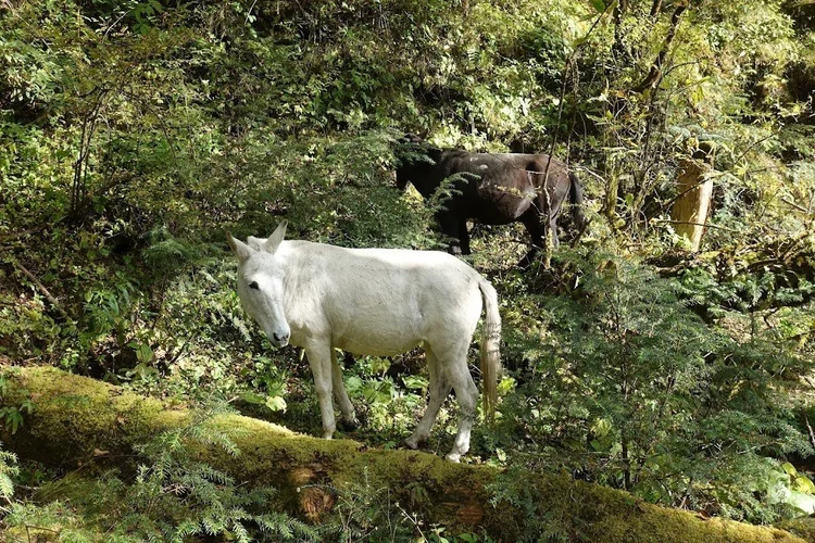 Two mules browse among the trees beside a moss-covered fallen trunk.