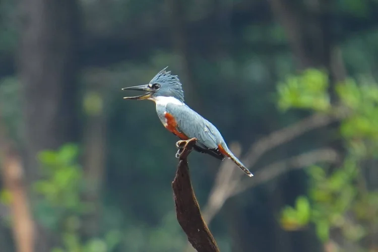 A female ringed kingfisher (Megaceryle torquata) sits at the tip of a broken branch.