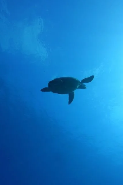 Seen from below, a sea turtle is silhouetted against the bright blue water beneath the surface.