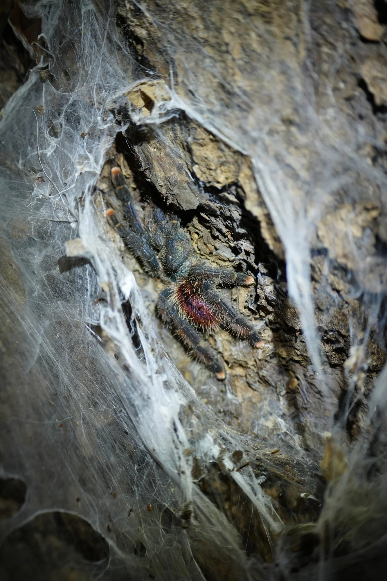 A pinktoe tarantula (Avicularia sp.) rests in a silk-lined refuge on a tree trunk.