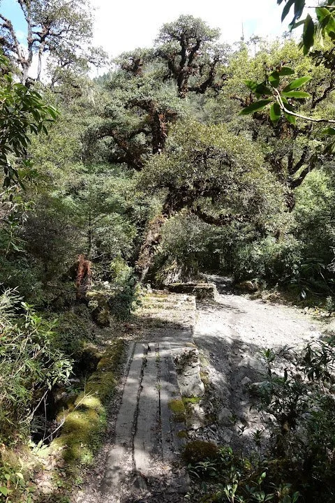A narrow plank bridge leads into the shade of a gnarled, moss-covered tree.