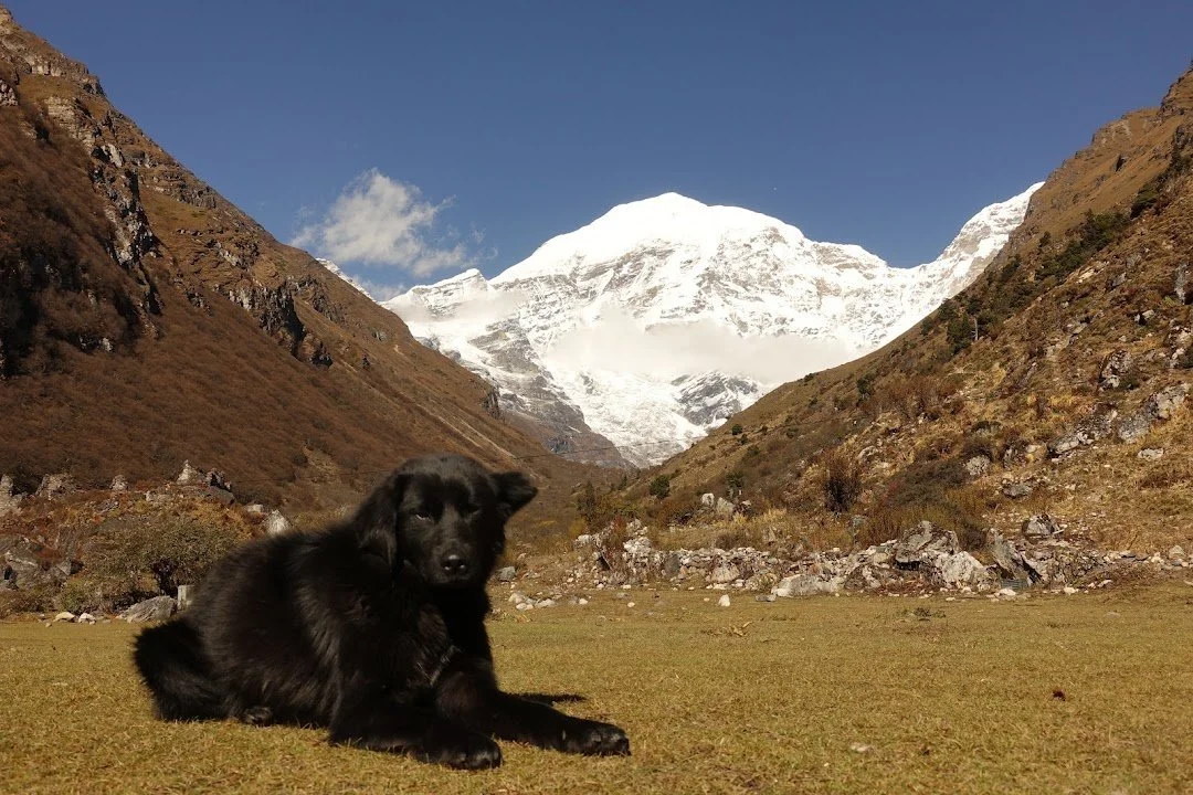 The black dog rests on the grass, with Chomolhari filling the background.