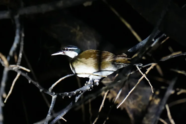 A male sungrebe (Heliornis fulica) rests in tangled branches after dark. This secretive waterbird favours shaded, slow-moving channels.