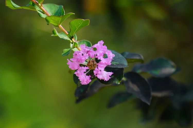A crape myrtle, probably Lagerstroemia indica, opens intricately crinkled pink petals.
