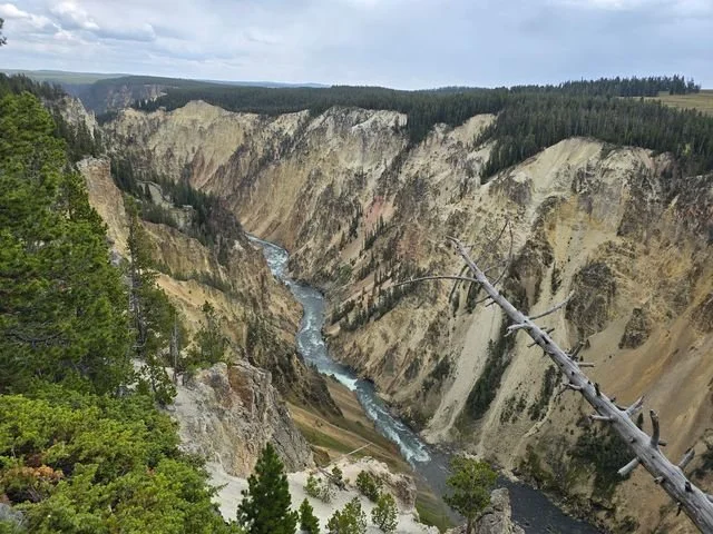 The Yellowstone River winds between steep yellow and ochre walls below a rim of conifers.