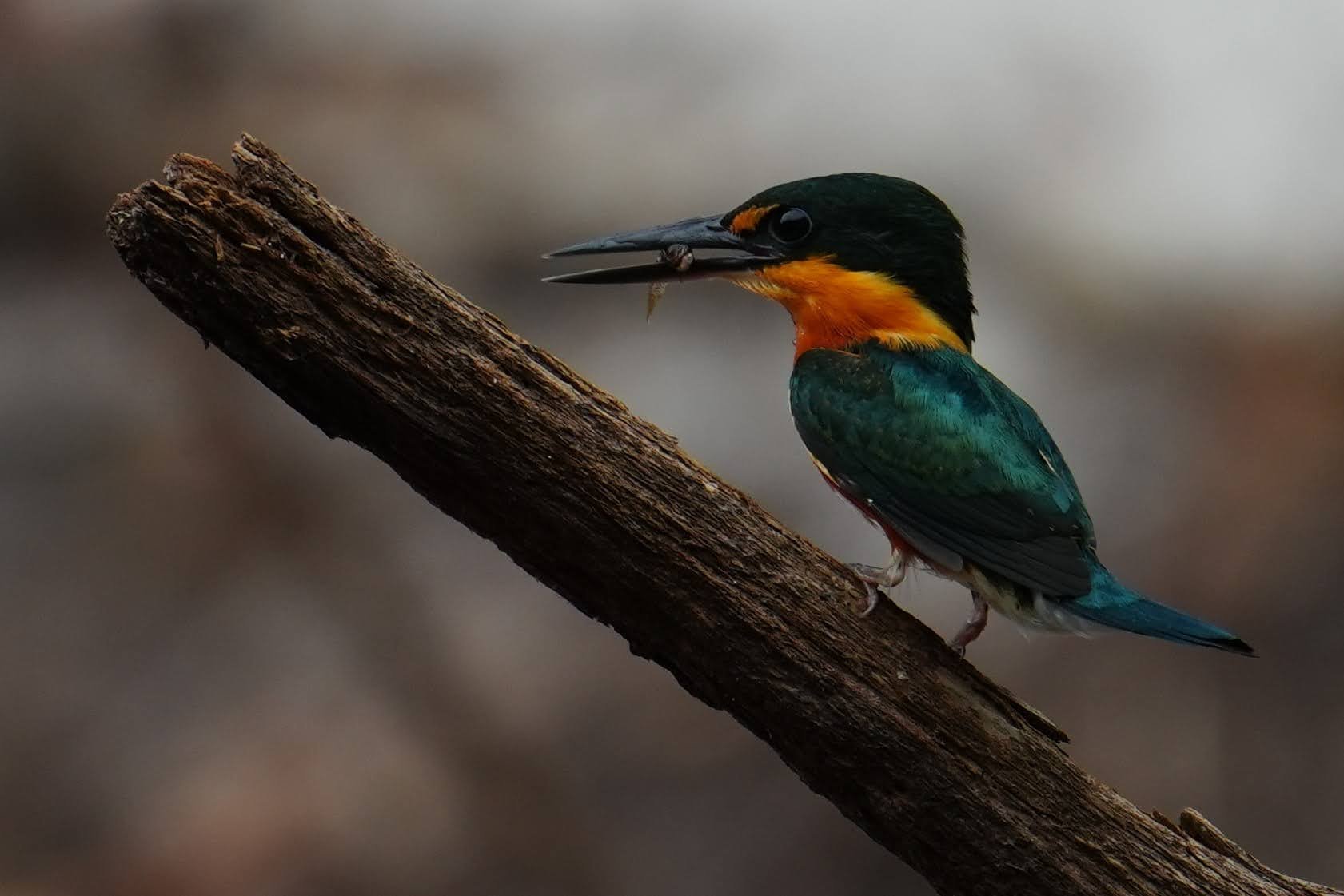 An American pygmy kingfisher (Chloroceryle aenea) holds a small catch, orange collar bright beneath its glossy green head.