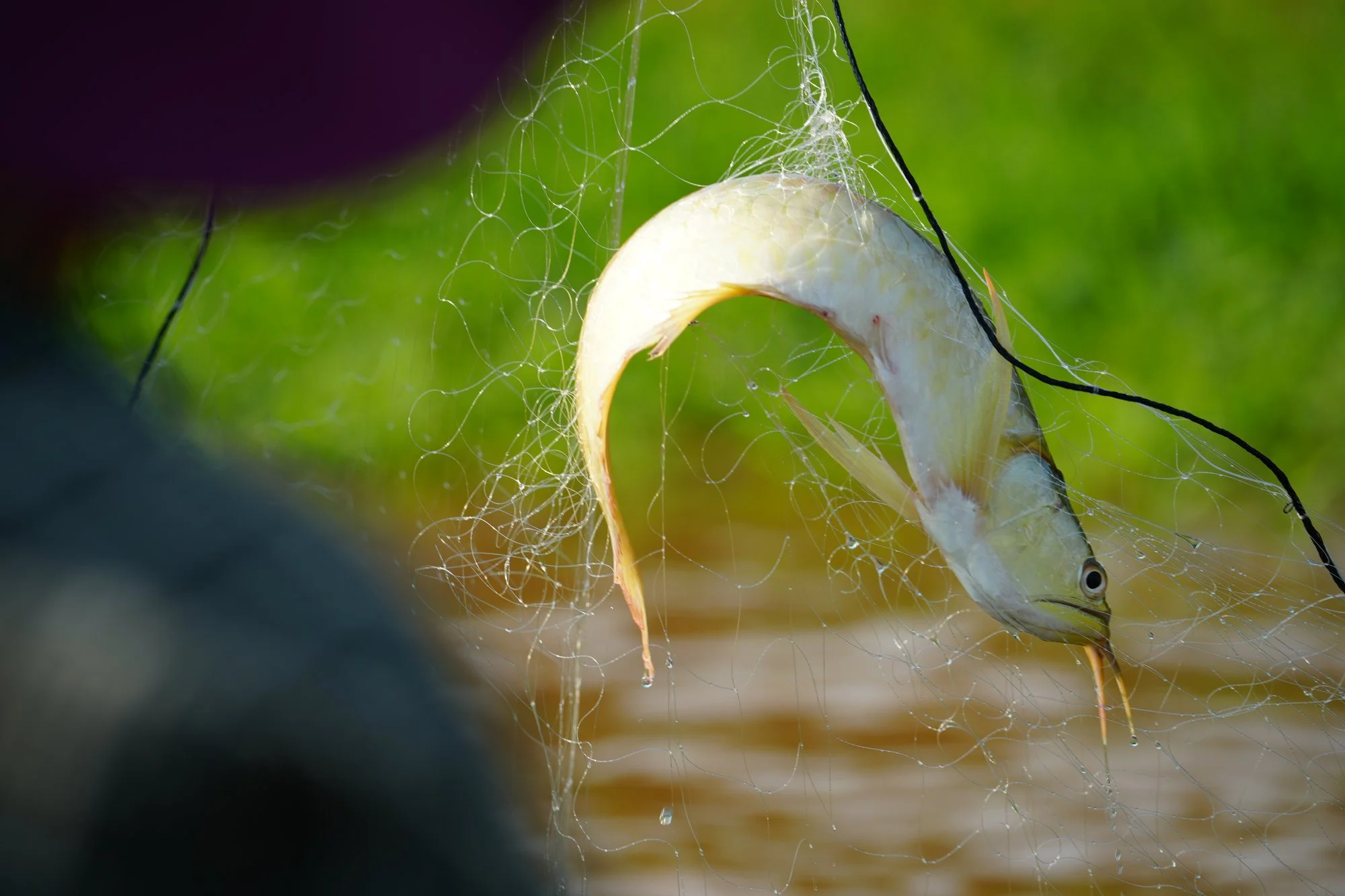 A silver arowana (Osteoglossum bicirrhosum) hangs in a fishing net, its large scales and paired chin barbels visible.