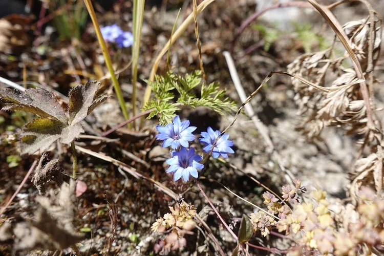 Small blue flowers bring a sharp splash of colour to the dry turf.