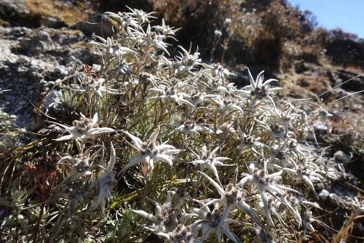 A dense cluster of woolly white flower heads catches the sunlight beside the trail.