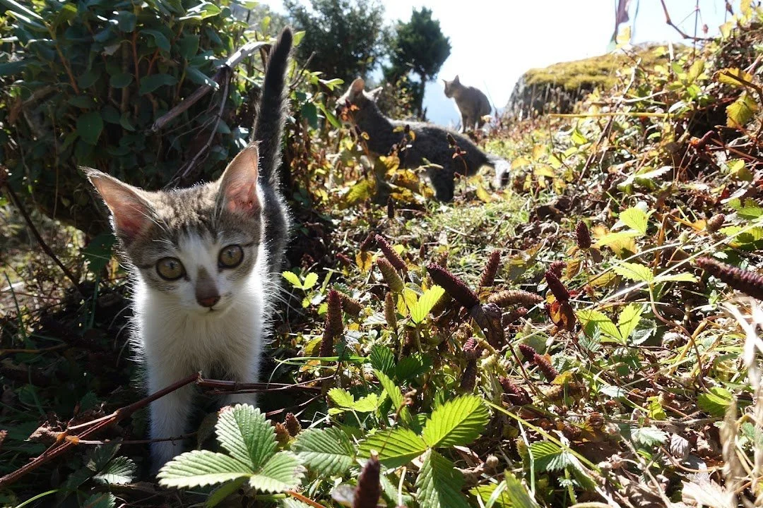 A kitten approaches through the vegetation while two other cats linger behind.