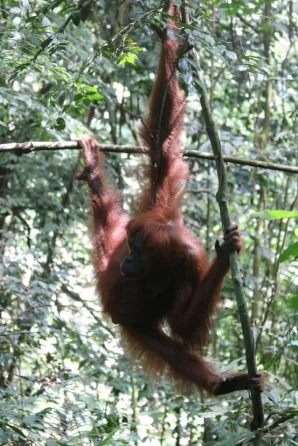 A young-looking orangutan spans several slender branches, gripping with both hands and feet.