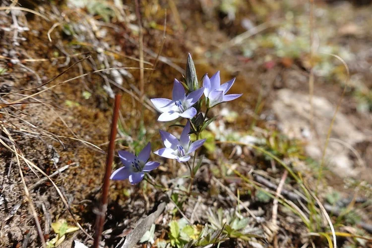 Star-shaped violet wildflowers rise above the dry grass beside the trail.