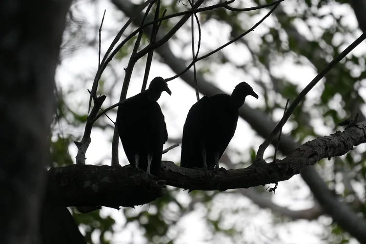 Two black vultures (Coragyps atratus) share a forest branch near Manaus.