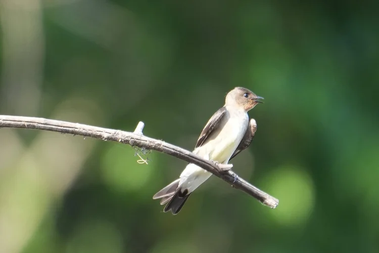 A southern rough-winged swallow (Stelgidopteryx ruficollis) pauses on a slender branch above the river.