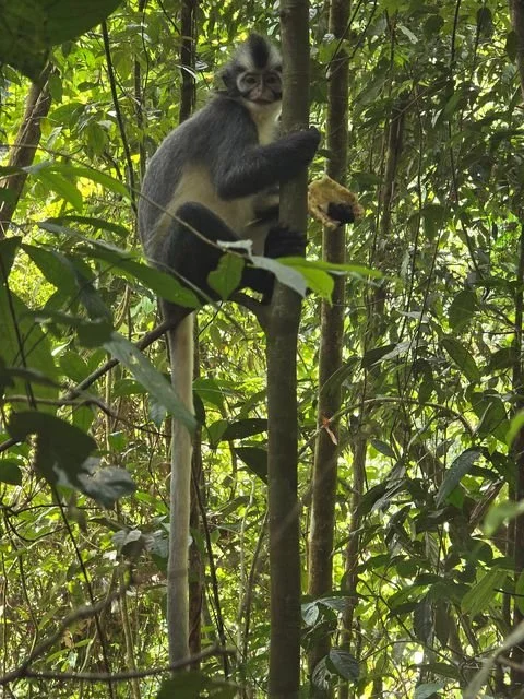 A Thomas’s langur grips a tree stem while holding a piece of fruit. Despite the name leaf monkey, its diet also includes fruits and seeds.