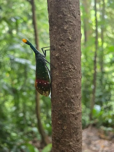 A lantern bug (family Fulgoridae) clings to a tree trunk, with patterned wings and an elongated, yellow-tipped head projection. Its species is unconfirmed.