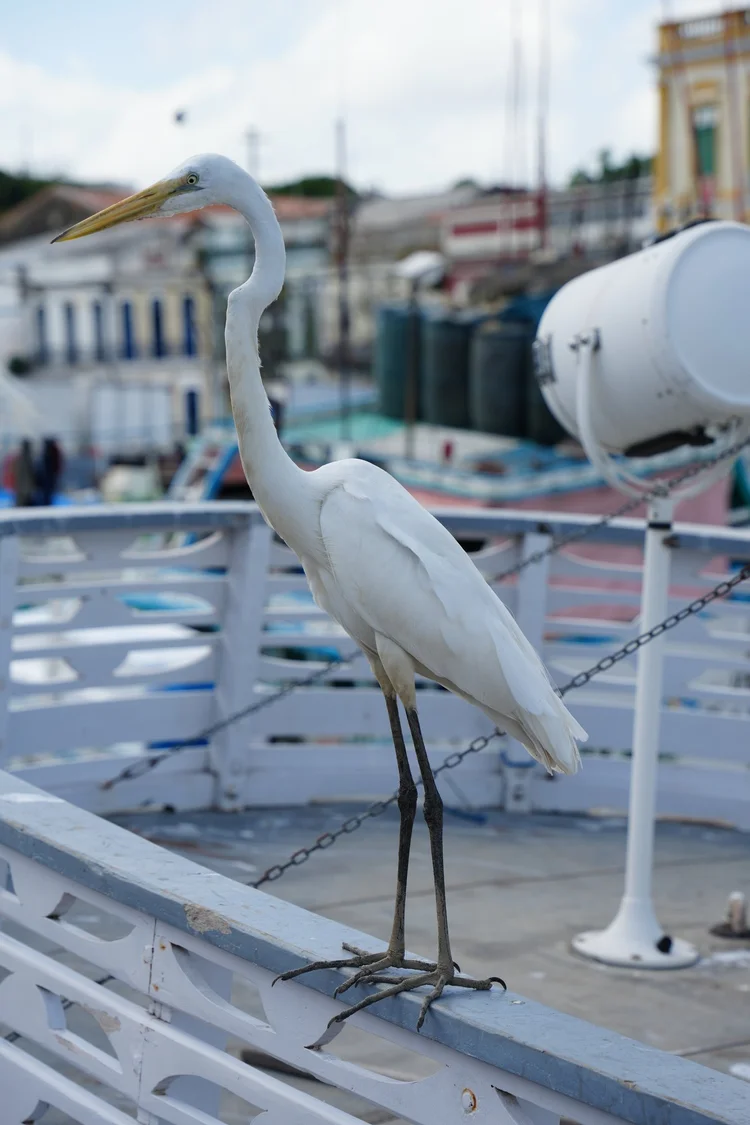 A great egret (Ardea alba) takes a lookout on a boat railing in Belém, where city life meets the river.