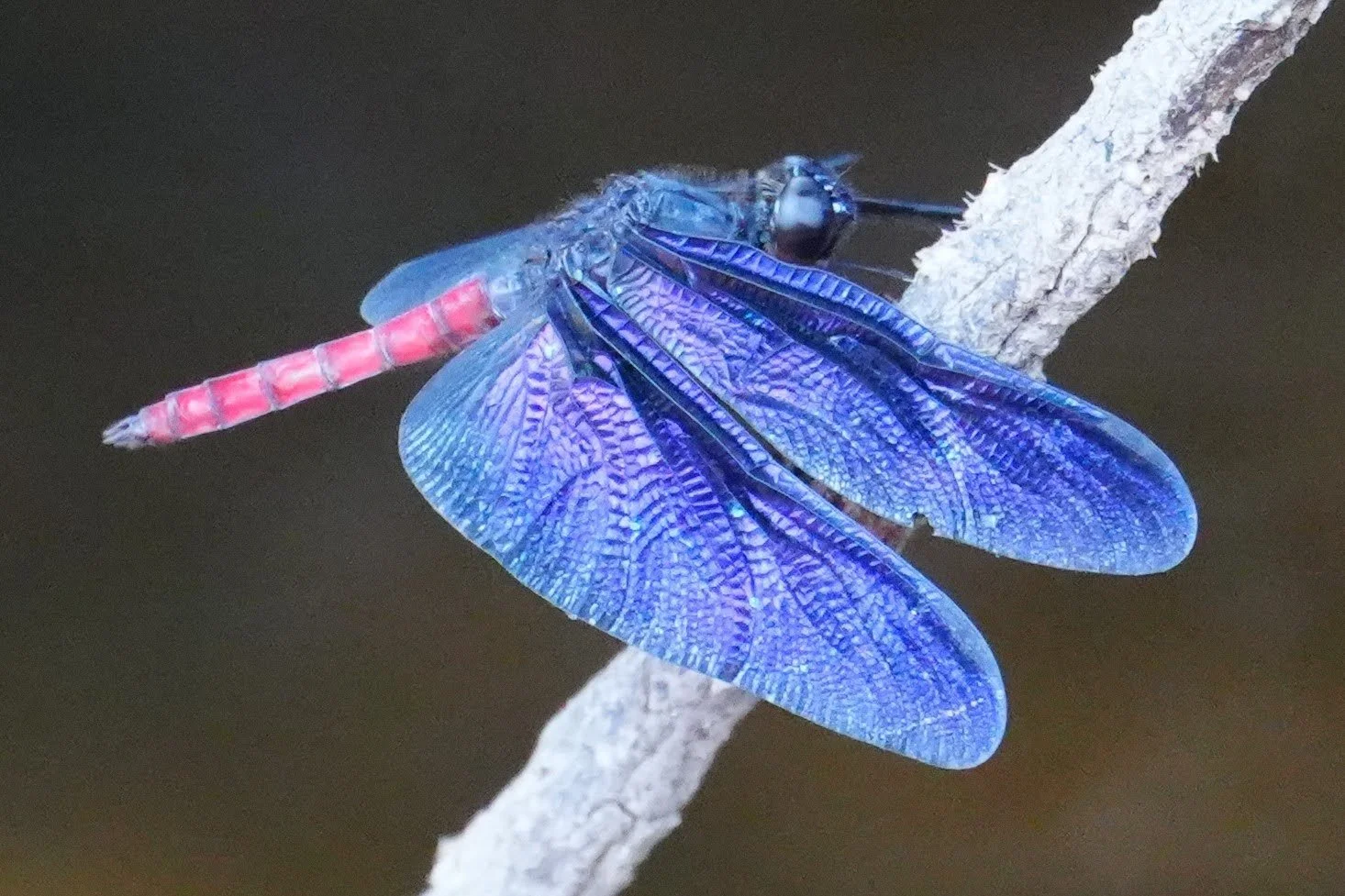 A skimmer dragonfly (family Libellulidae) rests on a twig, its red abdomen contrasting with shimmering blue-violet wings.