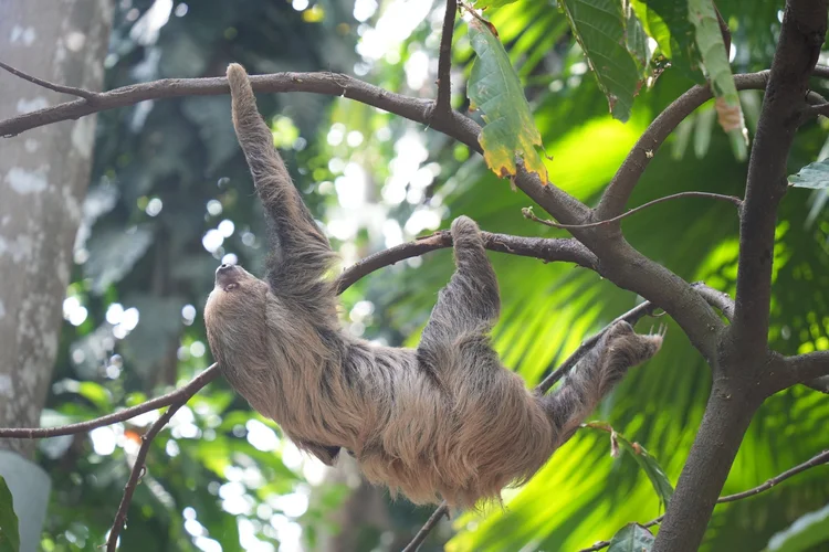 A two-toed sloth (Choloepus sp.), probably C. didactylus, reaches between branches.