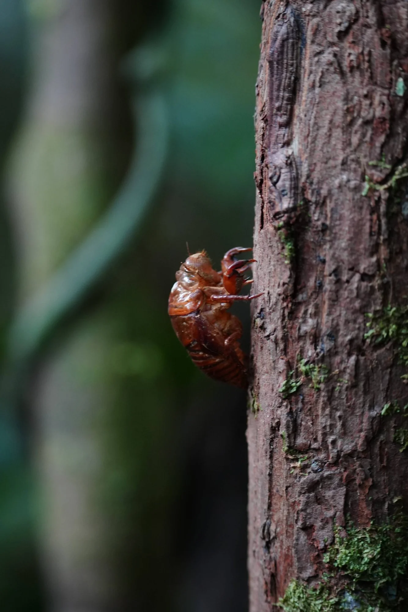 An empty cicada nymph shell (family Cicadidae) clings to bark, left when the insect emerged as a winged adult.