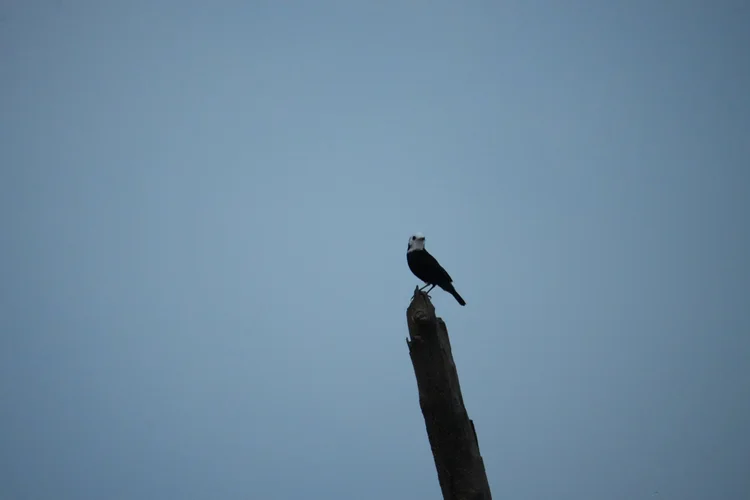 A male white-headed marsh tyrant (Arundinicola leucocephala) stands on a snag, a small flycatcher at the wetland’s edge.