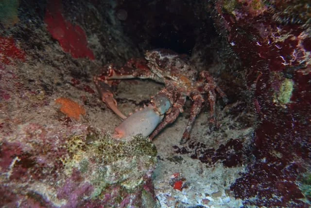 A crab's large claws and jointed legs emerge from a sheltered gap in the reef.