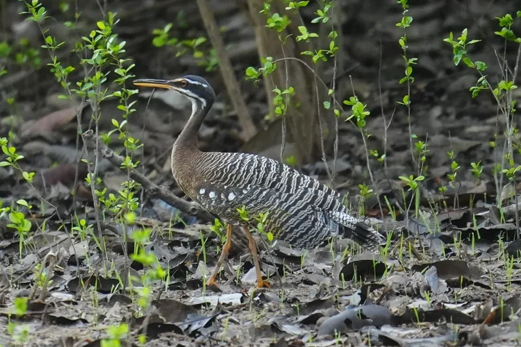 A sunbittern (Eurypyga helias) stands at the forest edge, its patterned plumage blending with seedlings and leaf litter.