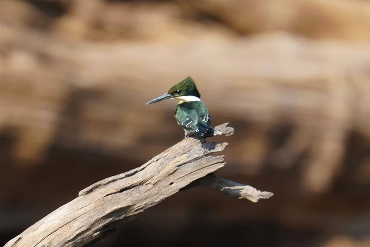 A green kingfisher (Chloroceryle americana) rests on weathered wood, its white collar and wing markings clearly visible.