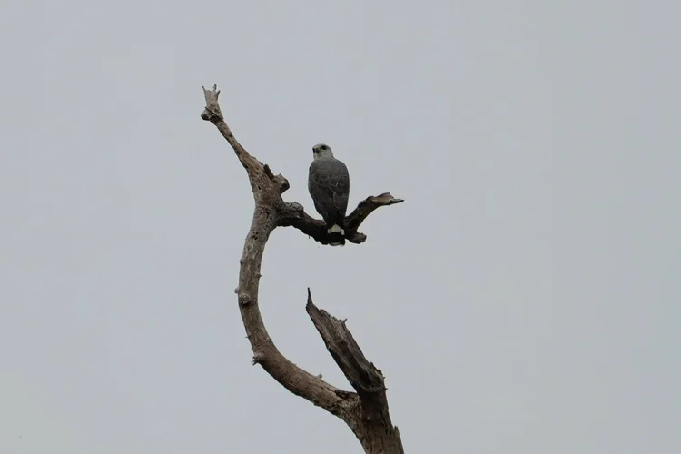 A grey-lined hawk (Buteo nitidus) surveys the Novo Airão landscape from a bare treetop.