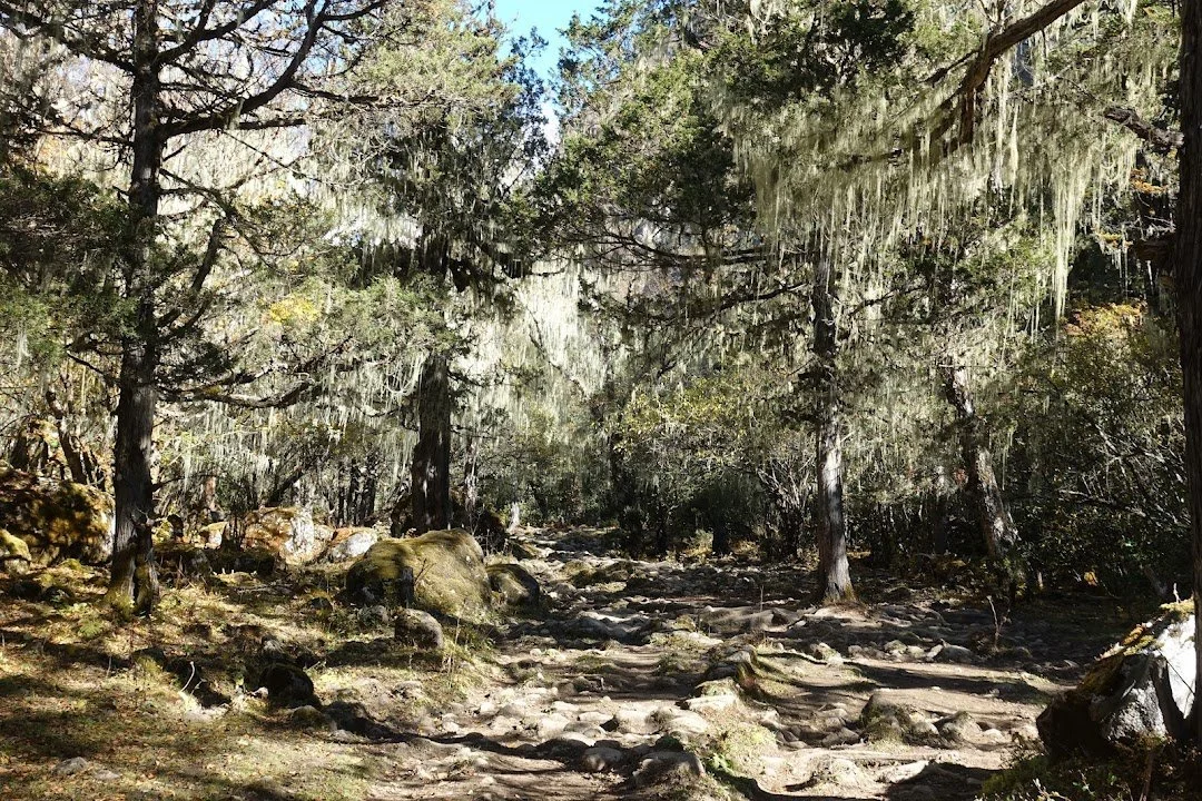 Pale hanging lichens fill the branches above a broad, rocky stretch of trail.