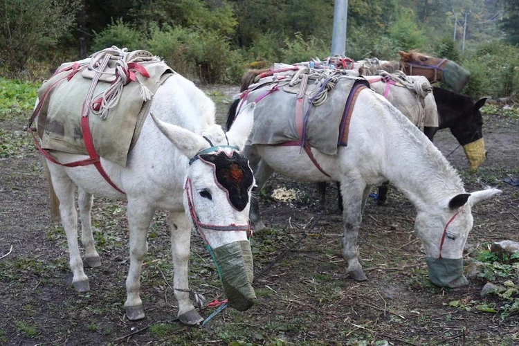 Saddled pack animals feed from nosebags during a break on the route.