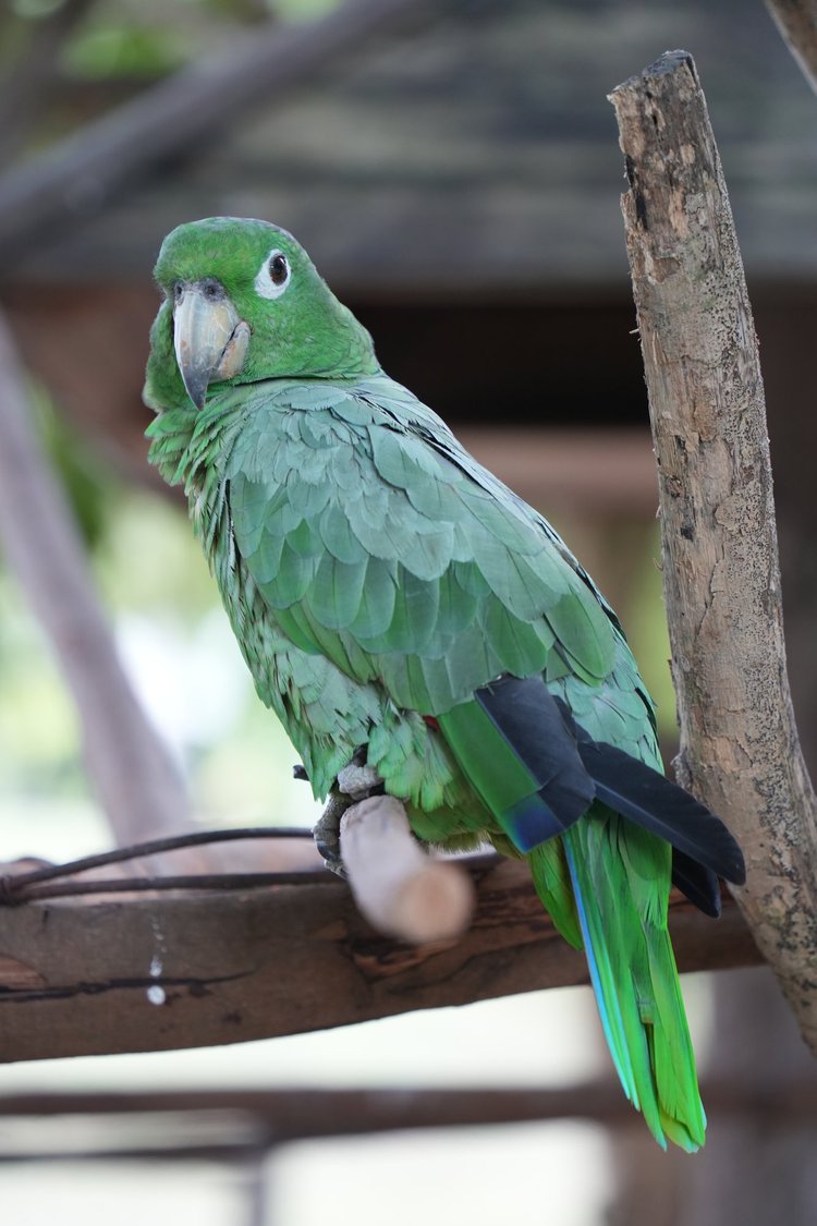 A mealy amazon (Amazona farinosa) looks back from its perch. The pale, powdery cast of its feathers gives this parrot its name.