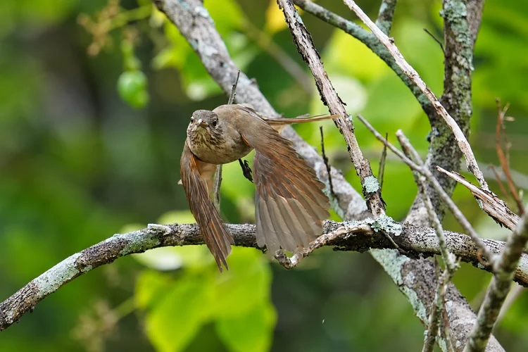 A thrush (Turdus sp.) launches from a lichen-covered branch, spreading warm brown flight feathers. This view does not settle its species.