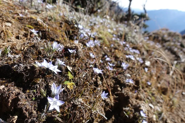 Small pale flowers dot the bank beside the descent towards Tongphushong.