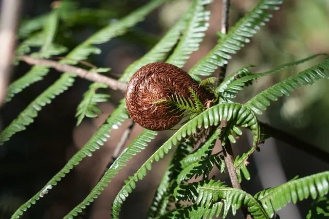 A tightly curled fern frond is framed by mature fronds.