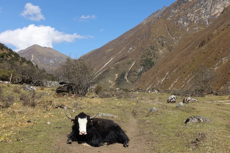 A white-faced yak has settled on a bare patch beside the mountain path.