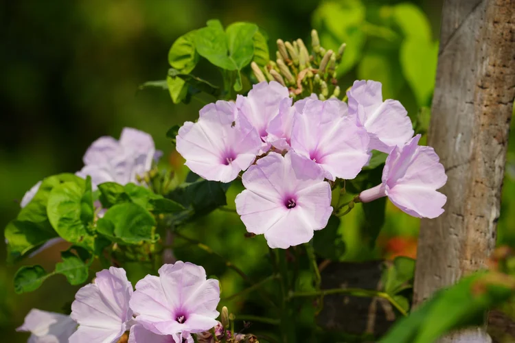 Morning-glory flowers, probably Ipomoea carnea, open beside a wooden post, with pointed buds waiting alongside them.