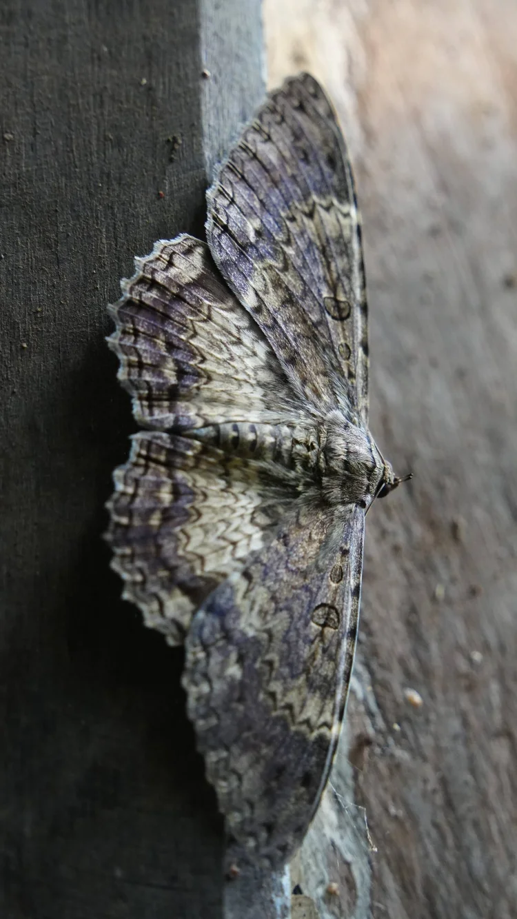 Probably an owl moth (Thysania zenobia), resting on wood with intricate grey-and-brown markings spread wide.