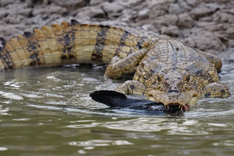 A spectacled caiman (Caiman crocodilus) holds a dark waterbird, probably a Neotropic cormorant (Nannopterum brasilianum), beside the river.