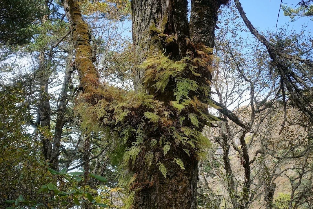 Ferns and mosses occupy the rough bark and forks of a mature tree.