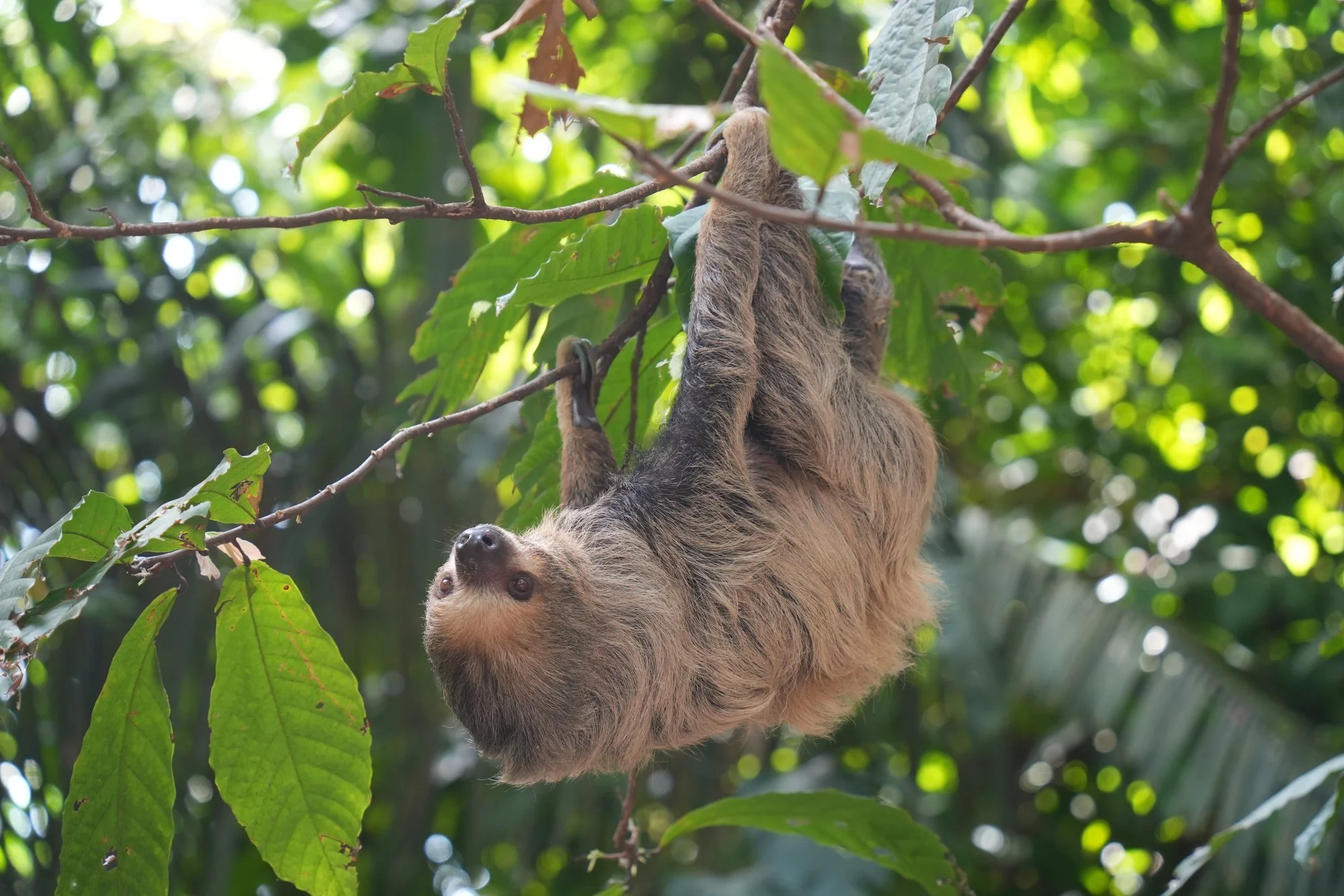Probably Linnaeus’s two-toed sloth (Choloepus didactylus), looking out from beneath the leaves. Two long foreclaws anchor each front foot.