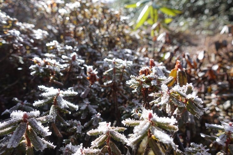 Frost picks out the edges of the low shrubs before the sun reaches them.