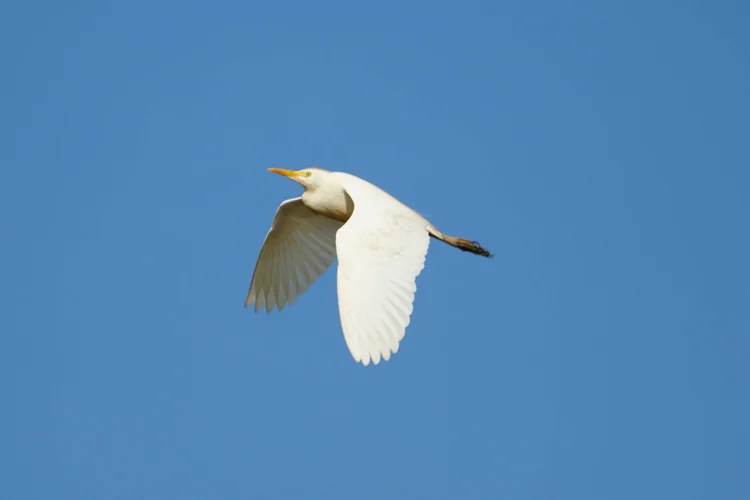 A western cattle egret (Ardea ibis) flies with its neck folded and legs trailing.
