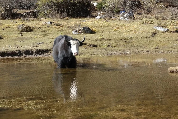 A white-faced yak stands in shallow water, its reflection trembling in the ripples.