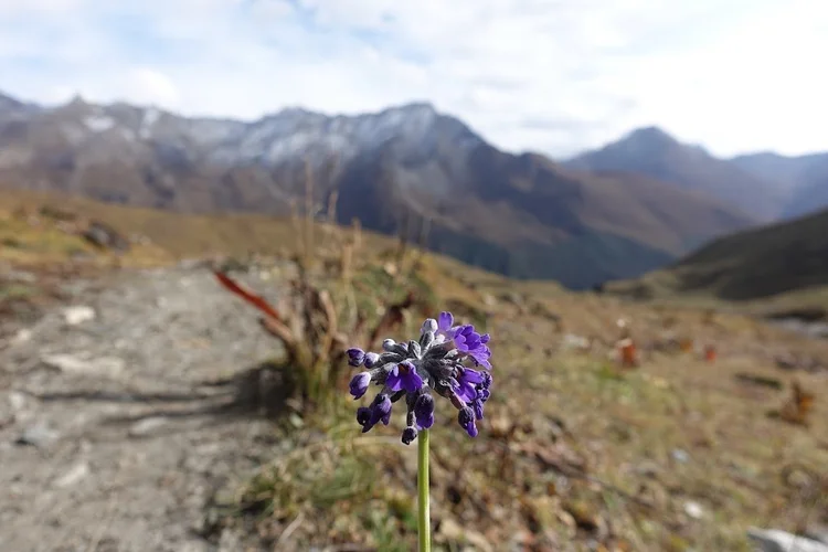 A cluster of small violet flowers beside the trail down from Bongteyla Pass.