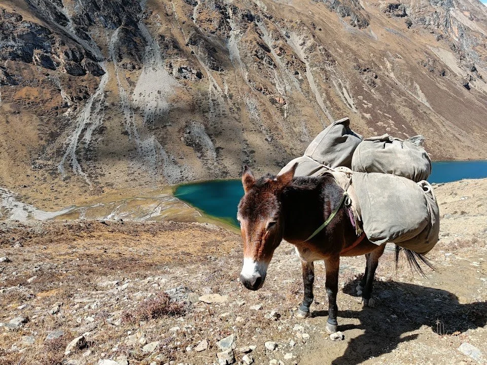A loaded mule pauses above the deep blue lake, with the rocky mountainside behind.