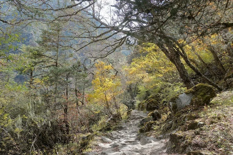 Yellow leaves catch the light above a stony path through the forest.