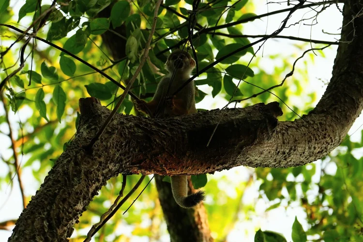 A squirrel monkey (Saimiri sp.) holds slender stems above a thick branch, its black-tipped tail curving beneath it.
