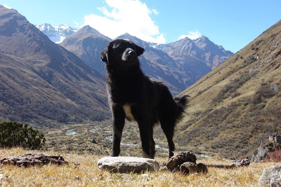 The black dog pauses on a rise, with the river valley far below.